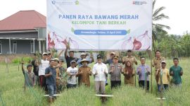 6000 M² Lahan Bawang Merah Dipanen, Wali Kota Apresiasi Dukungan BI ke Petani Kotamobagu//Foto: Kominfo Kotamobagu.