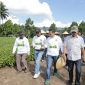 Wali Kota Kotamobagu Kunjungi Perkebunan Nilam dan Tempat Penyulingan di Bungko//Foto: Istimewa.