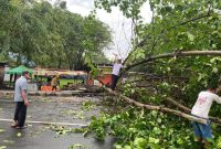 Sejumlah Pohon Tumbang, angin kencang Kota kisaran (Potret: Afrizal Margolang)